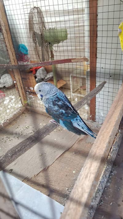 blue Black wing breeder male available contact no. 03285533122