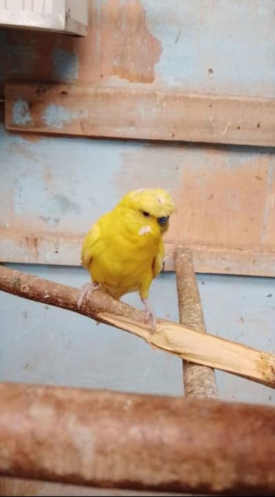 lutino Black eye created male split Red eye for sale