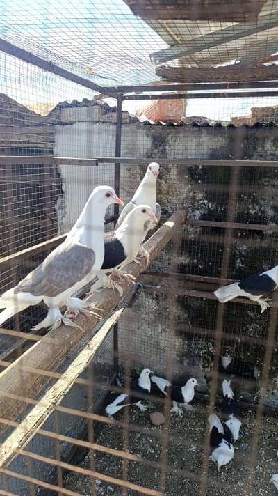 Sherazi kabutar for sale