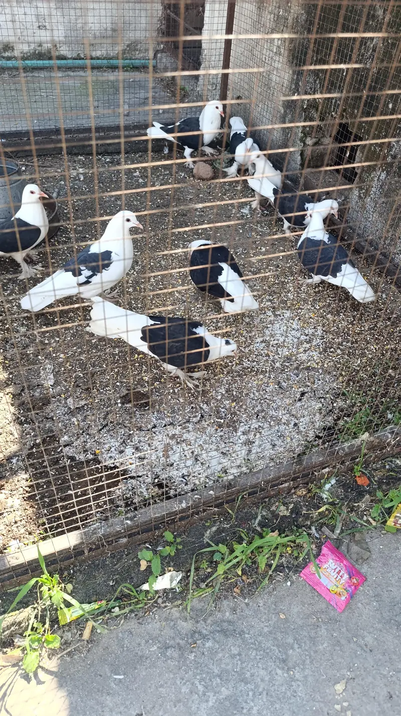 Sherazi kabutar for sale — photo 2