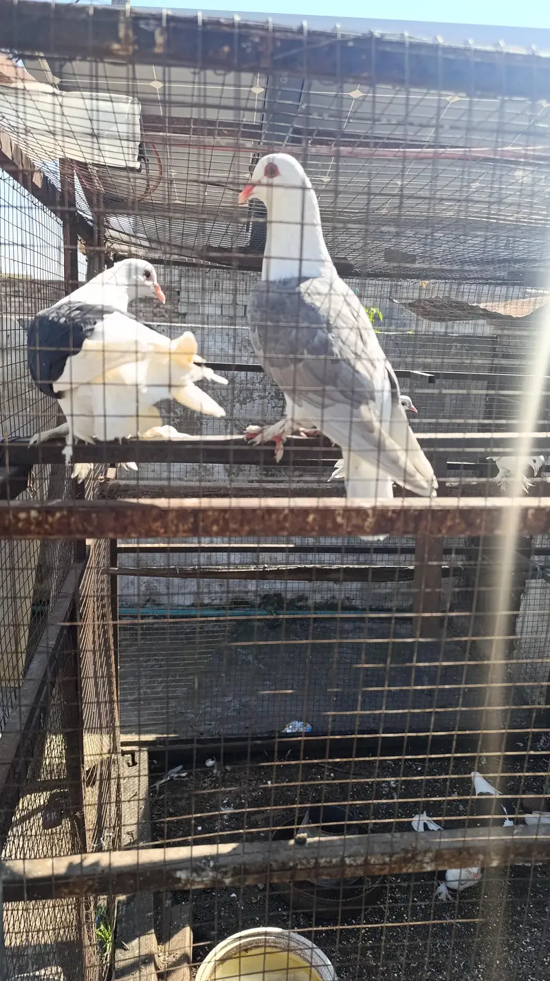 Sherazi kabutar for sale — photo 3