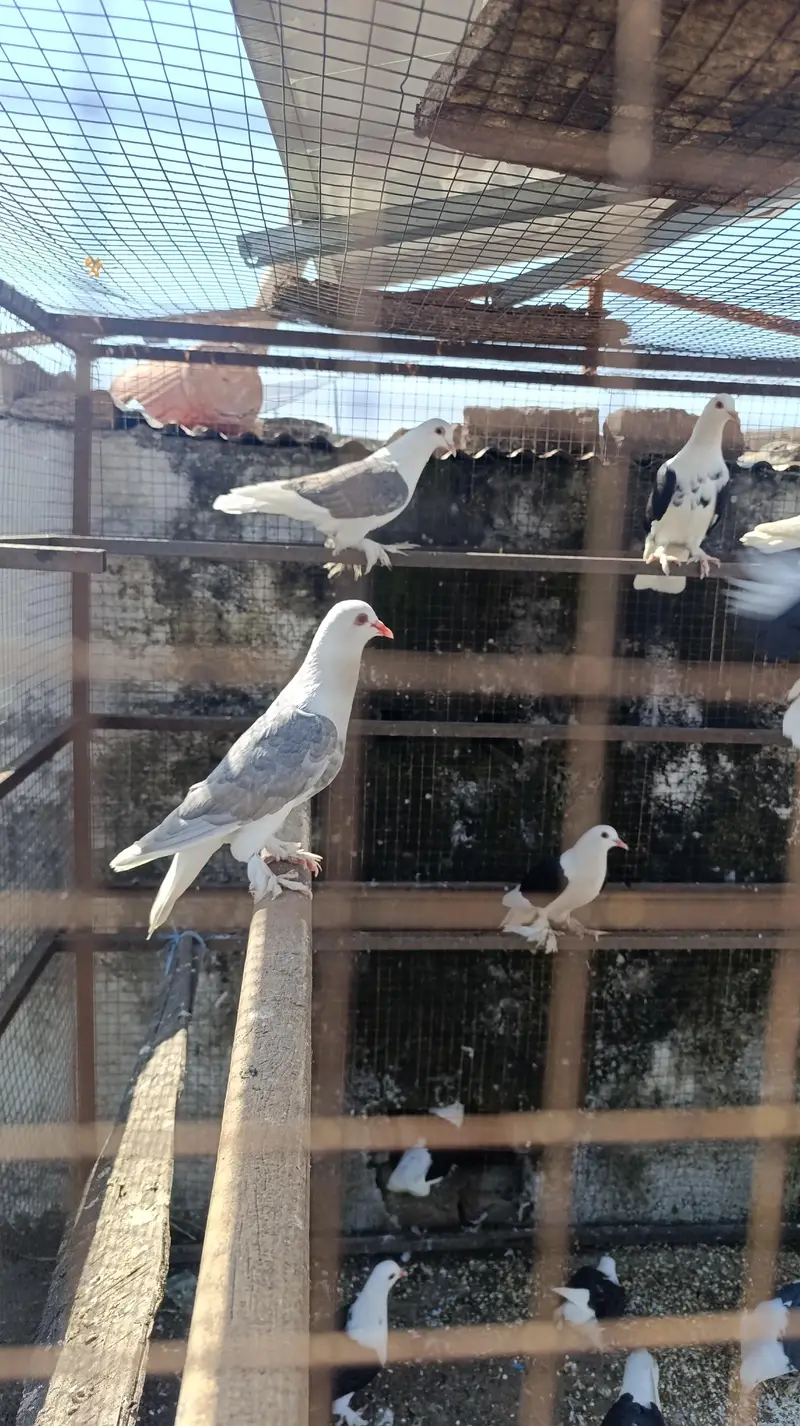 Sherazi kabutar for sale — photo 4