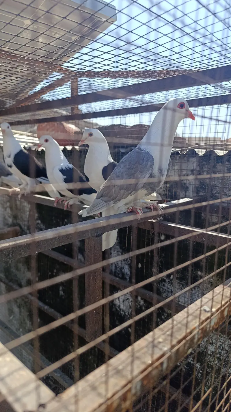 Sherazi kabutar for sale — photo 5