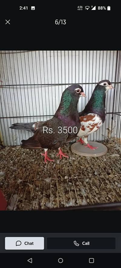 khal ka phatay bara mix han or guliar khal ka pair