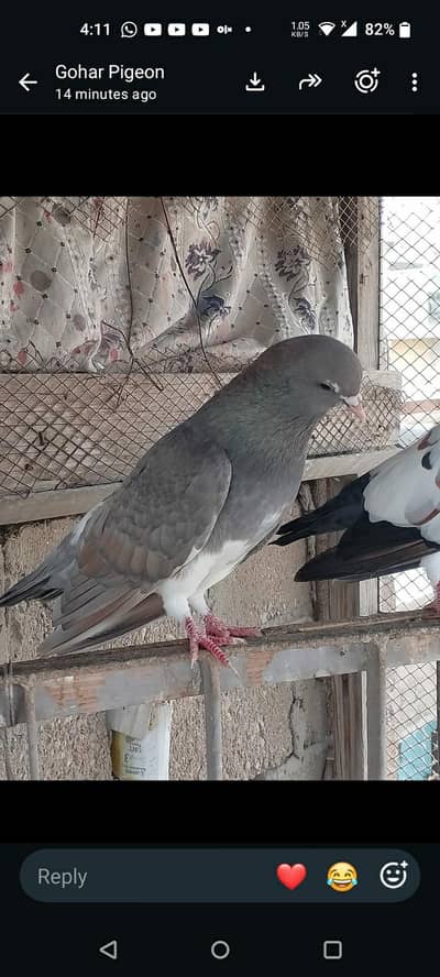 khal ka phatay bara mix han or guliar khal ka pair