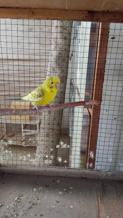 budgies breeder pairs available