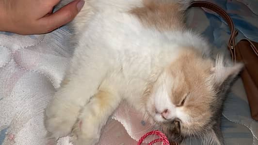 Persian kitten peaky smily face creamy