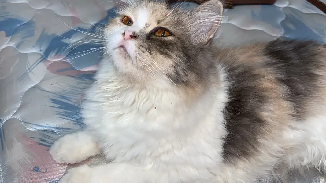 Persian kitten peaky smily face creamy — photo 2
