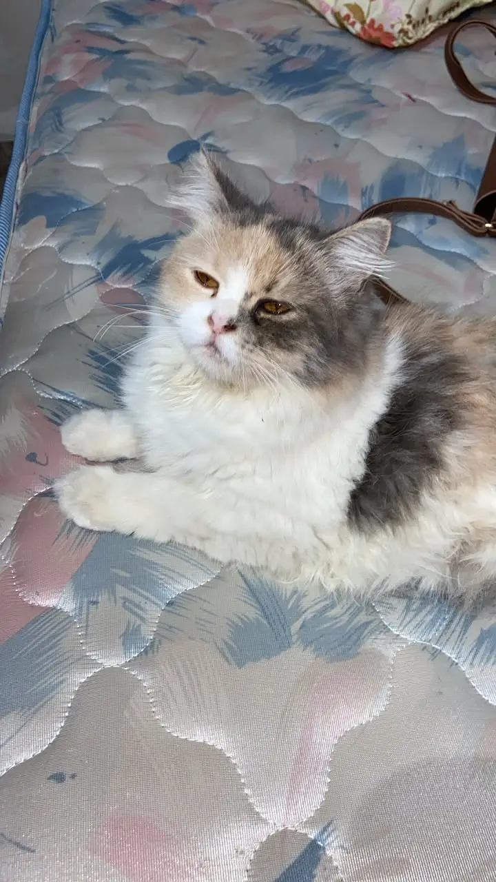 Persian kitten peaky smily face creamy — photo 3