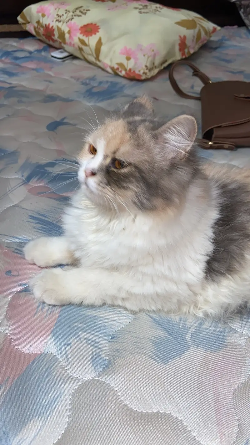Persian kitten peaky smily face creamy — photo 4