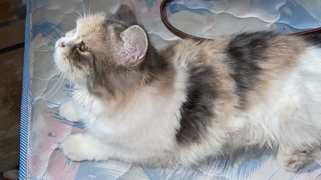 Persian kitten peaky smily face creamy — photo 5