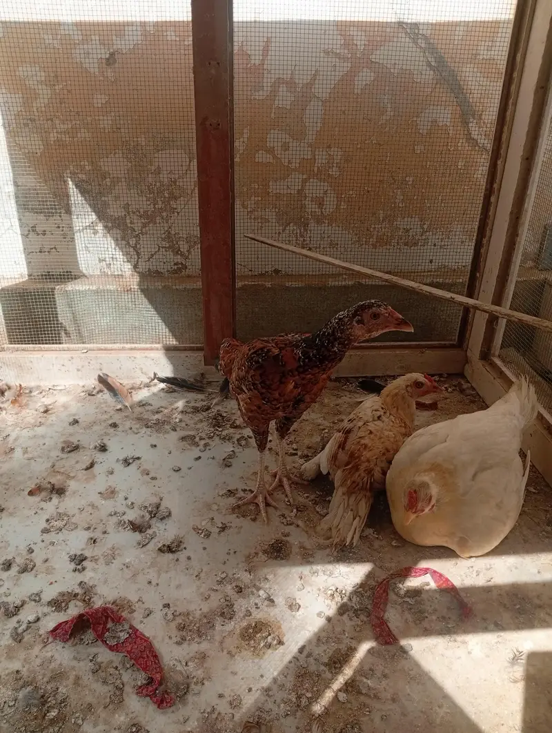aseel murgi — photo 3