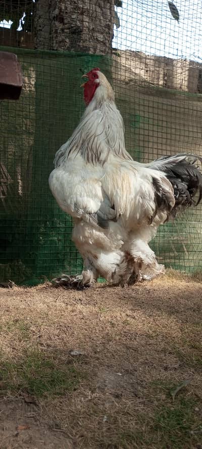 Brahma & Blue Heavy Buff Chickens