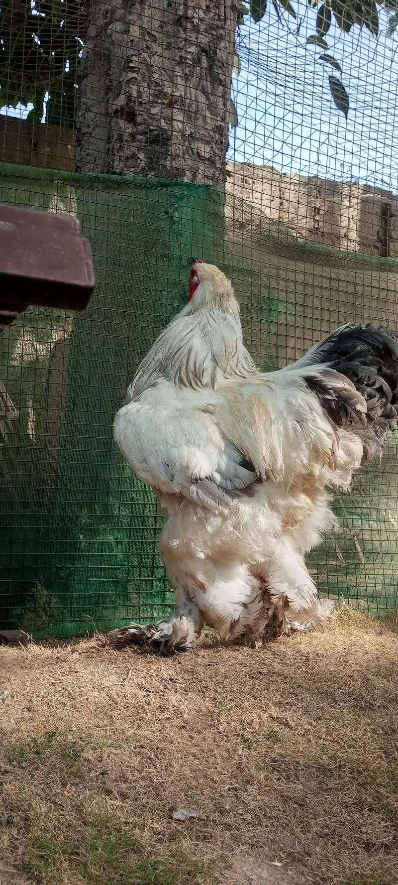Brahma & Blue Heavy Buff Chickens — photo 2