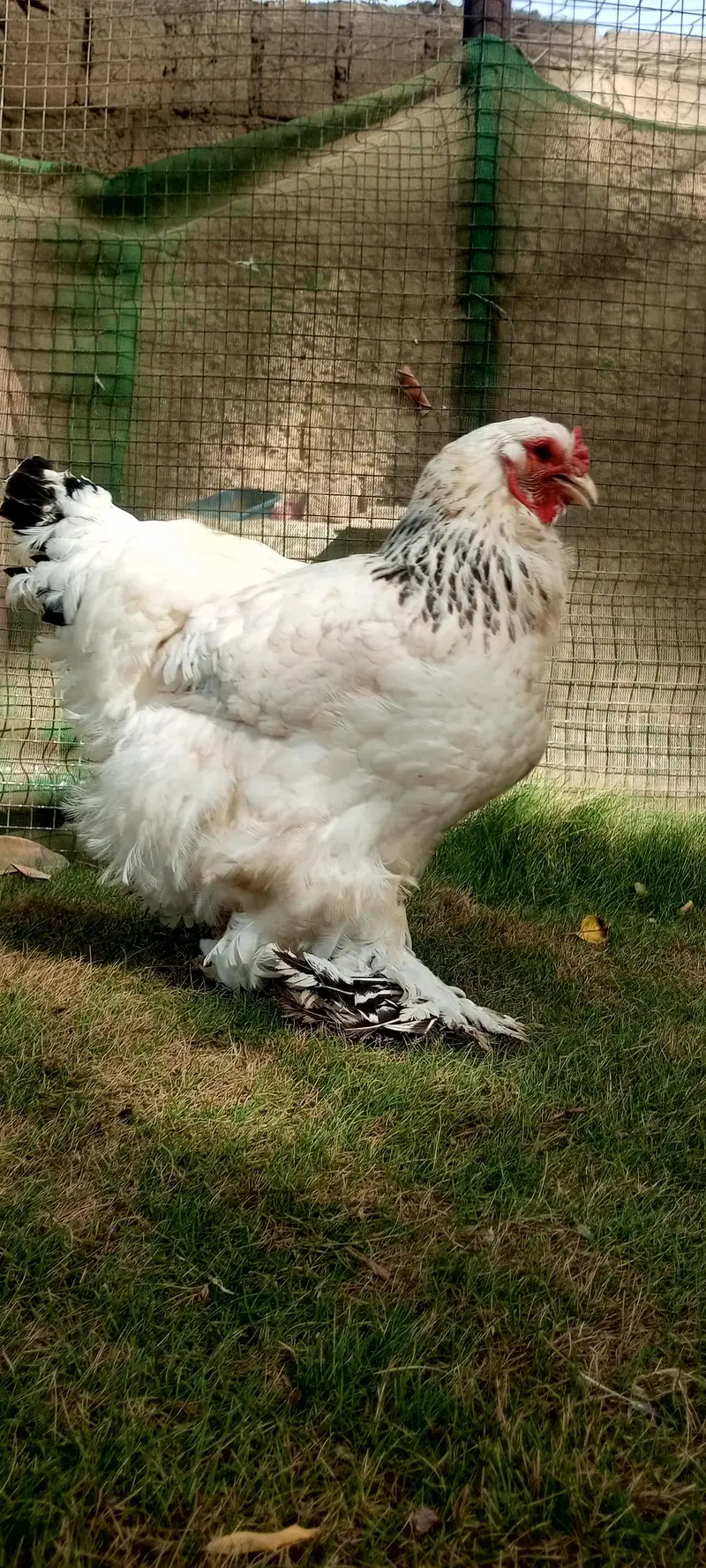 Brahma & Blue Heavy Buff Chickens — photo 3