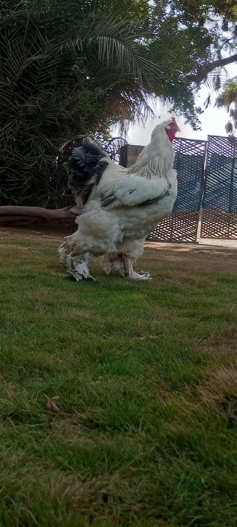 Brahma & Blue Heavy Buff Chickens — photo 4