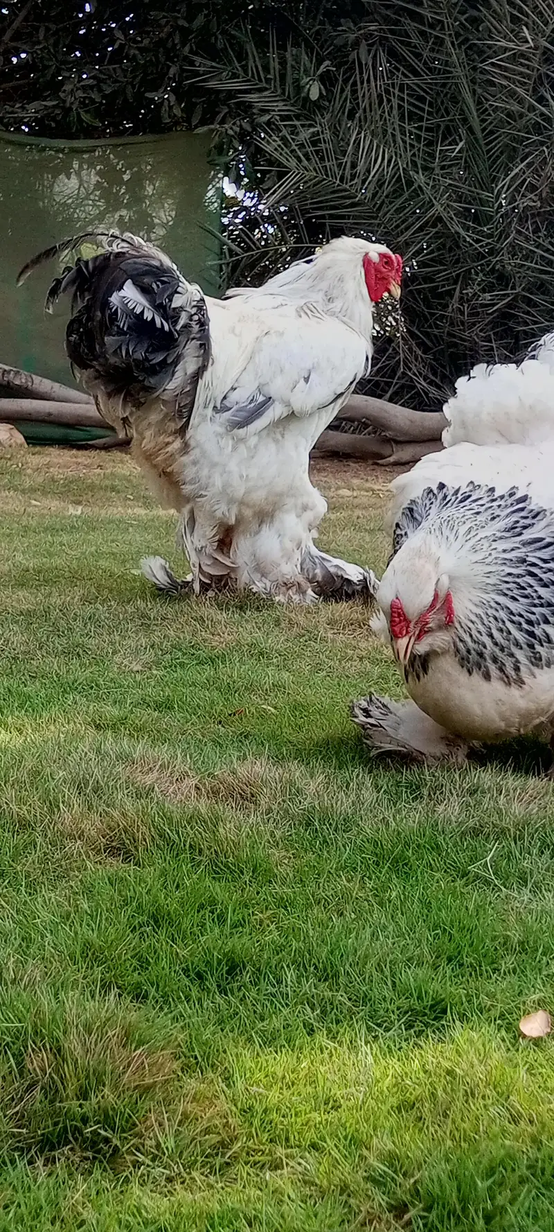 Brahma & Blue Heavy Buff Chickens — photo 6