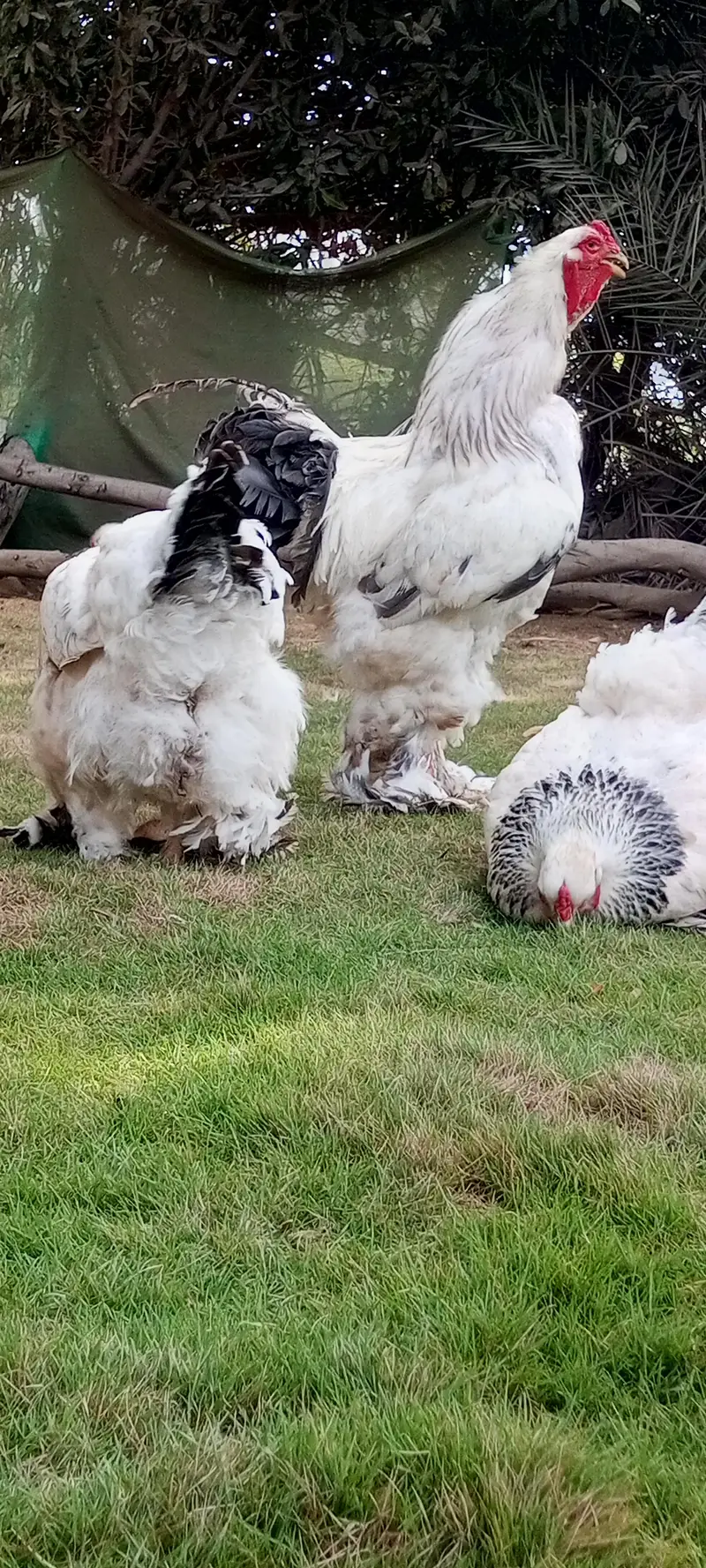 Brahma & Blue Heavy Buff Chickens — photo 7