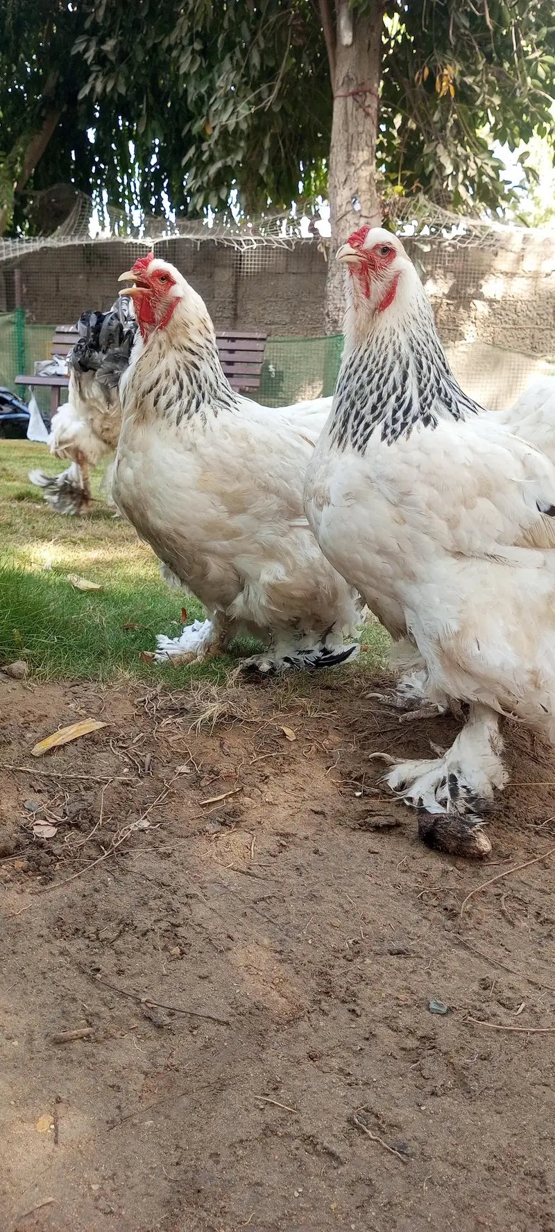 Brahma & Blue Heavy Buff Chickens — photo 8