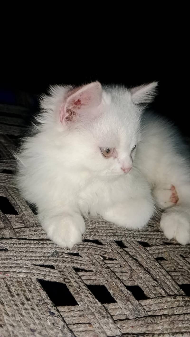 Catoo 0
