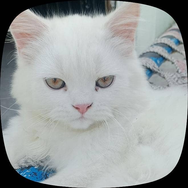 Catoo 1