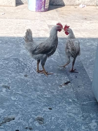 2 male cock