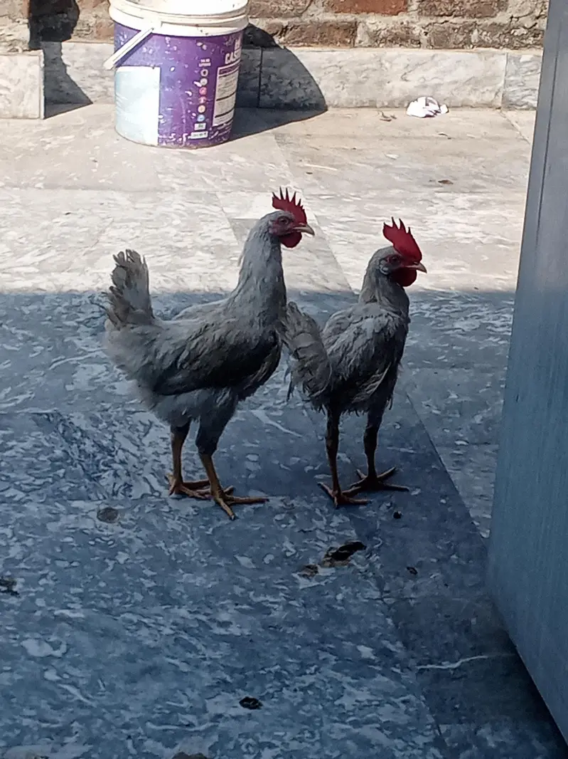2 male cock — photo 2