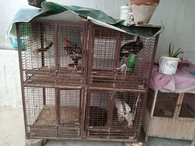 heavy iron cage 03012779335