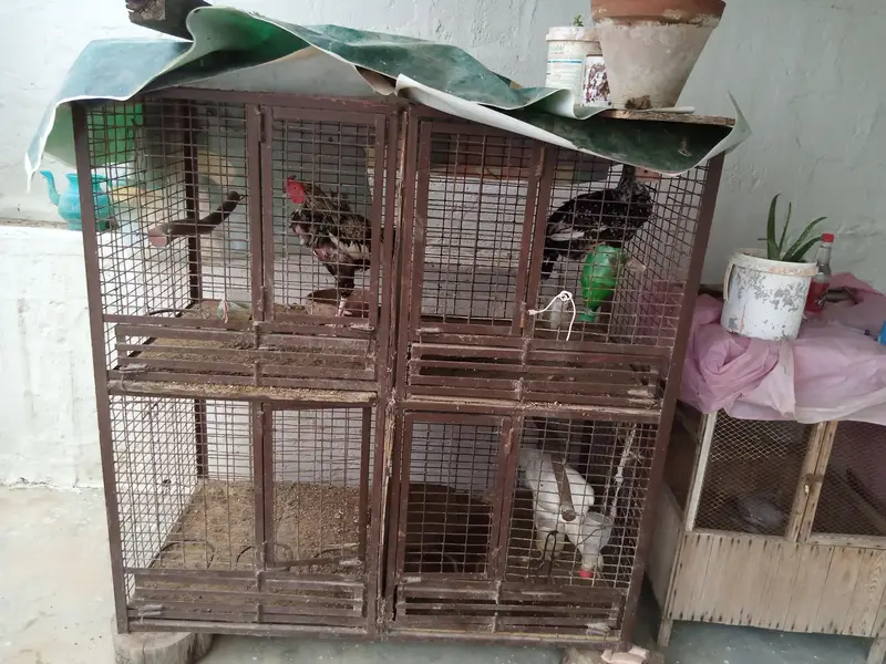 heavy iron cage 03012779335 — photo 2