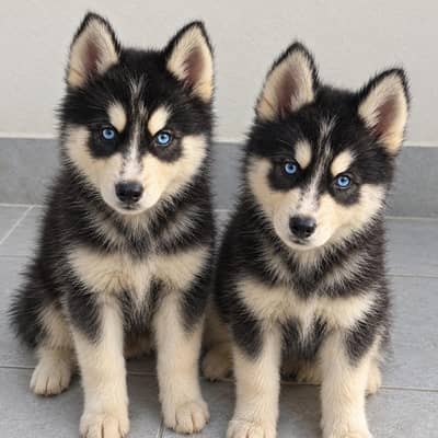 Beautiful Siberian husky Pair for sale - Blue eyes