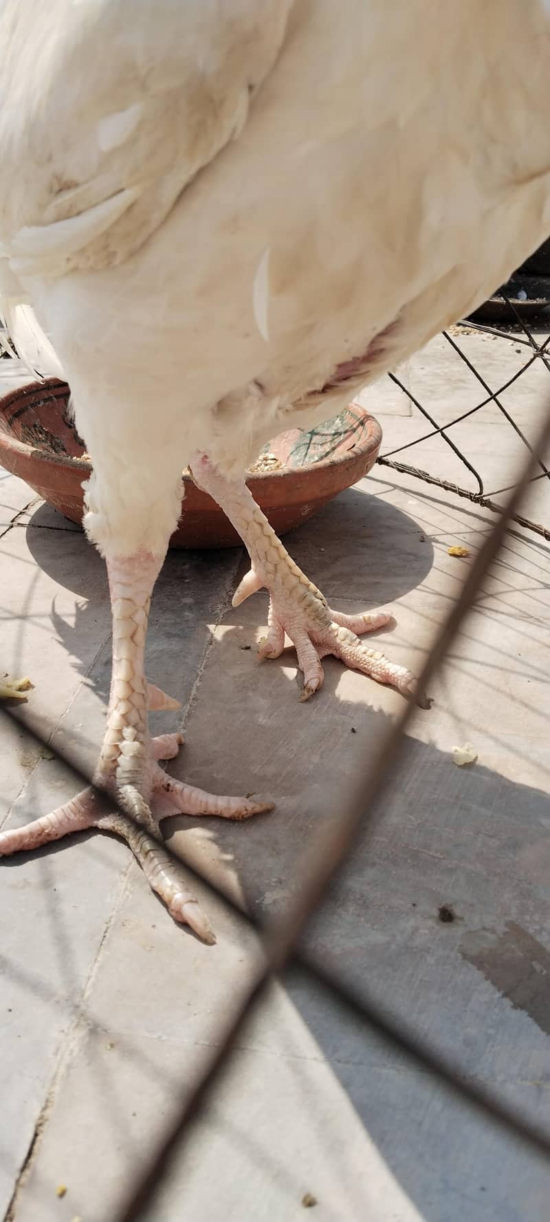 heera 3