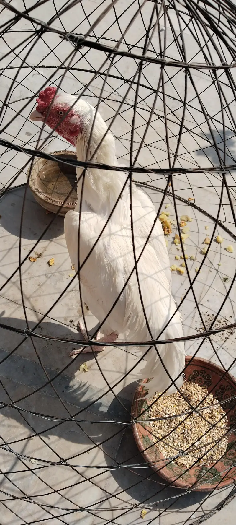 heera — photo 5