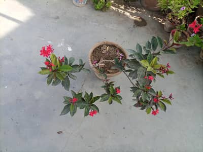 jitropha plant
