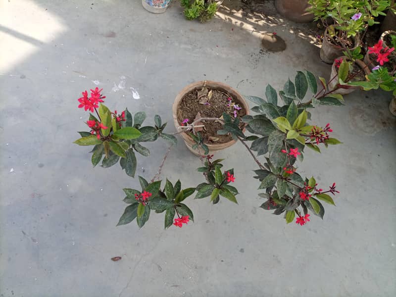 jitropha plant 0