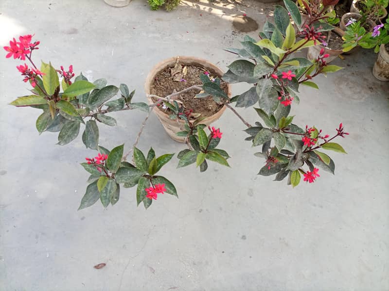 jitropha plant 1