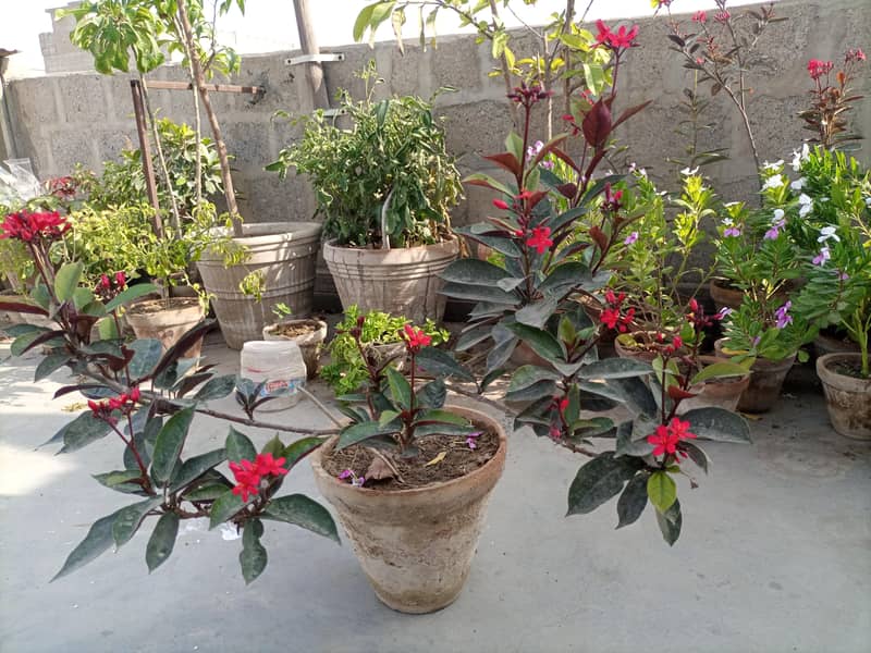 jitropha plant 2