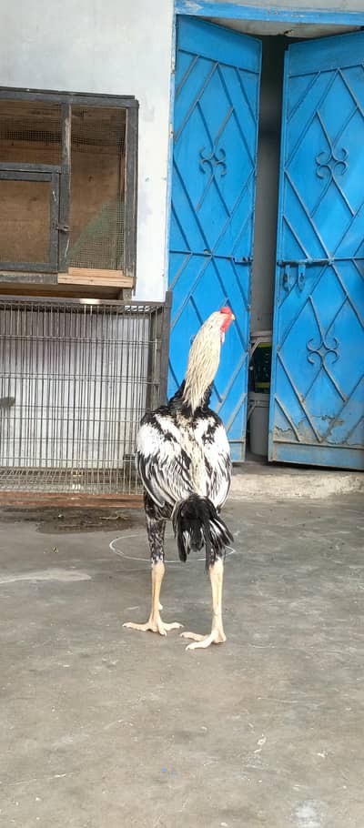Home breed aseel