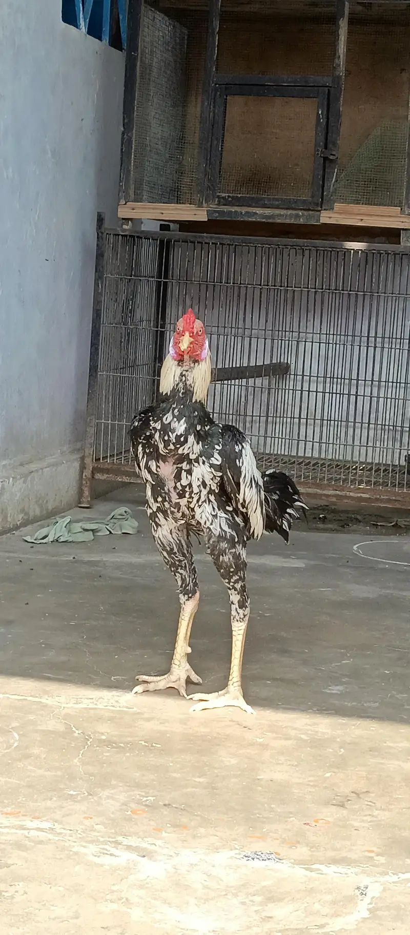 Home breed aseel — photo 2