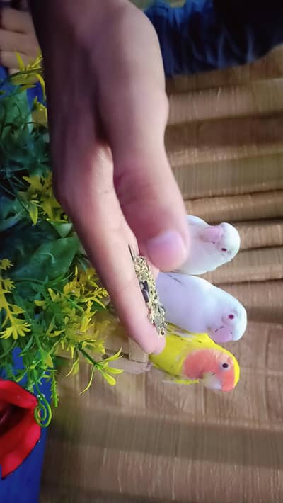 handtame Red Eye Albino Love bird