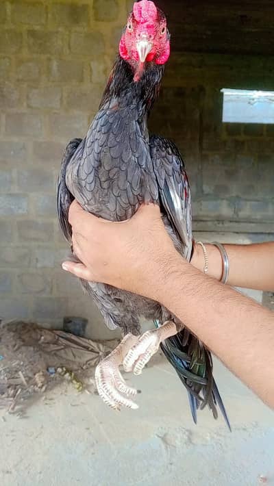 sleeta male for sale 03103759121 whatsapp number
