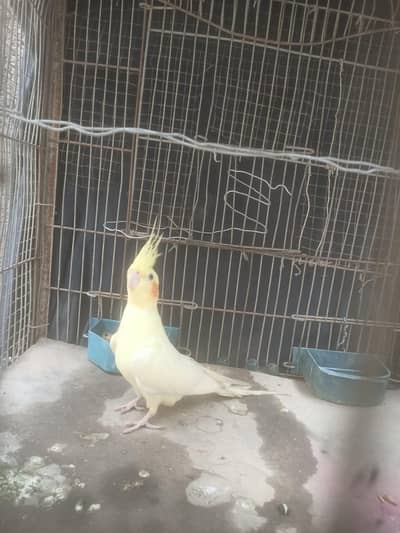 Beautiful Lutino Cockatiel Parinda For Sale
