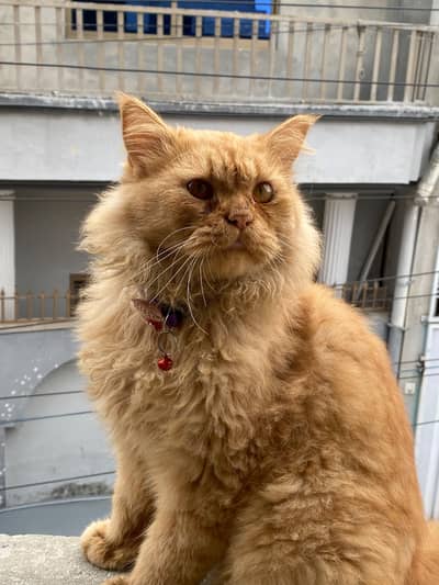 Persian male for sale