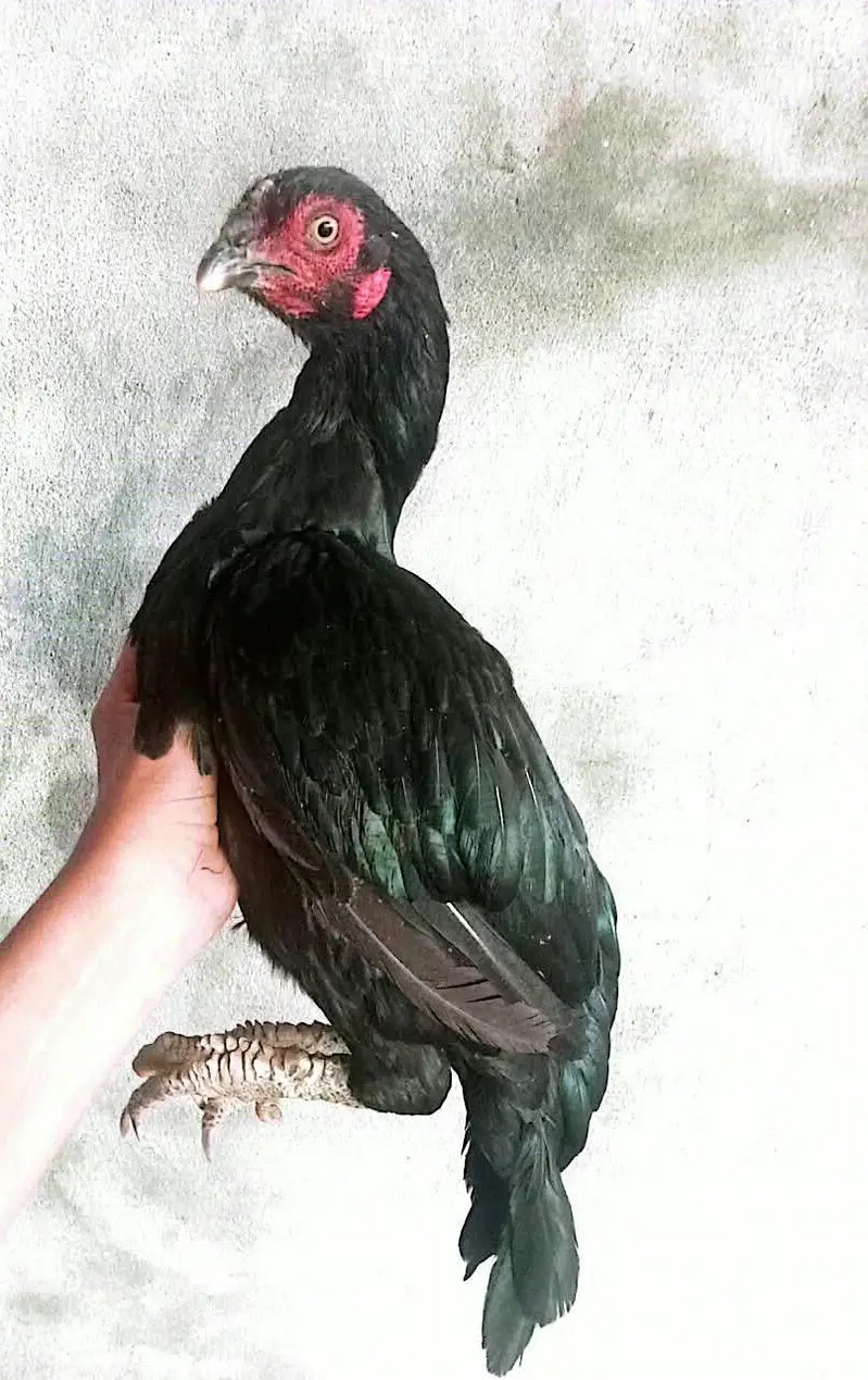 Aseel Zero Size Muski Madi — photo 2