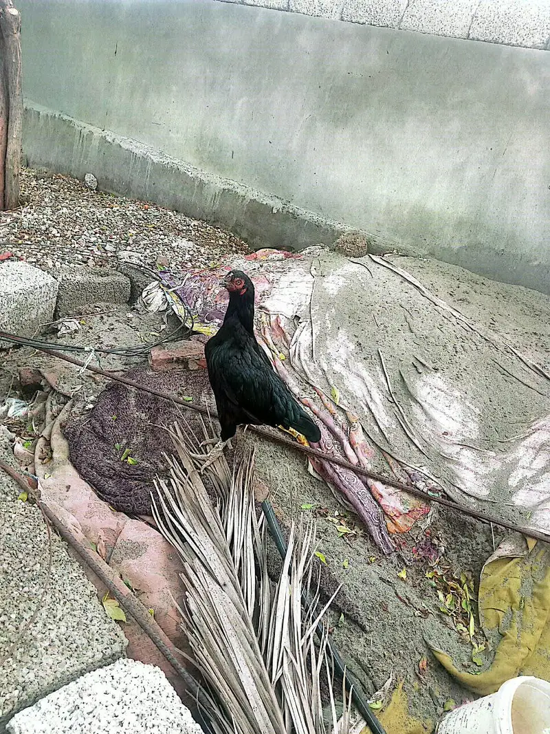Aseel Zero Size Muski Madi — photo 3