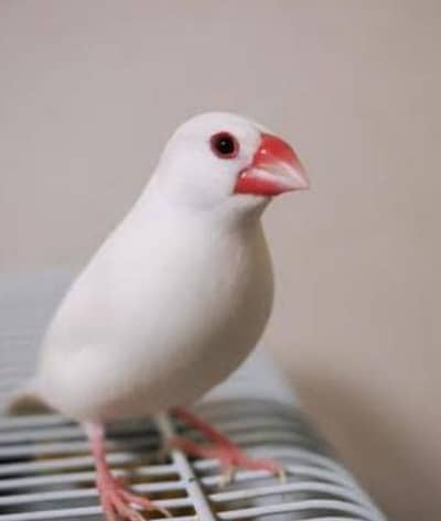 Java finch