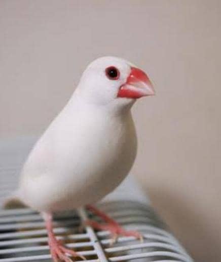 Java finch 0