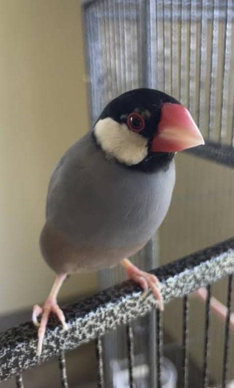 Java finch 1