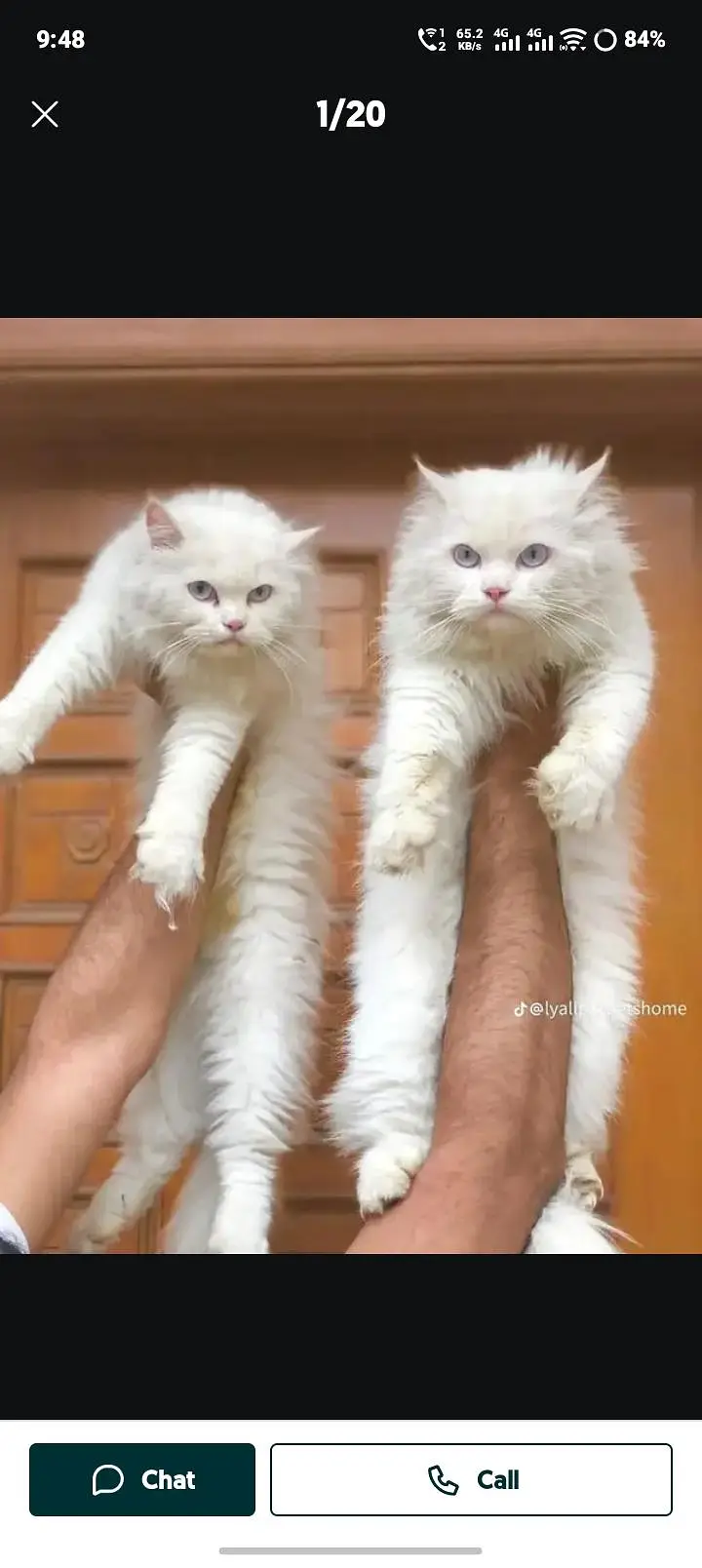 cash on delivery available Persian Punch face triple coat cat Kitten — photo 2