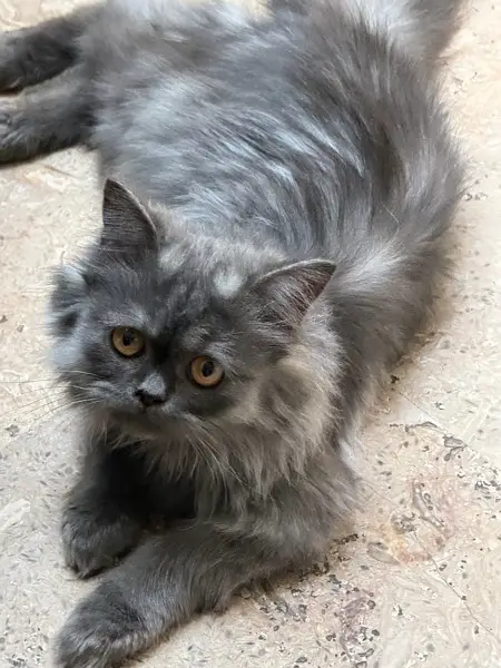 Grey cat for sale — photo 3