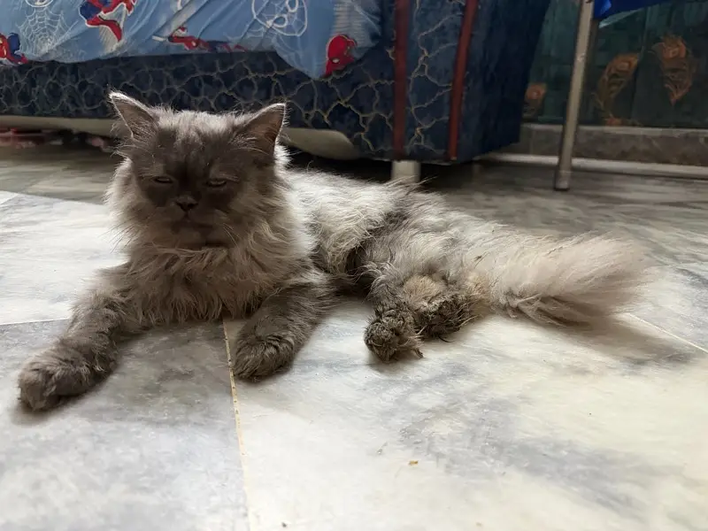 Grey cat for sale — photo 4